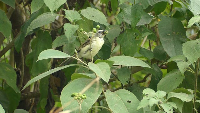 Streaked Saltator - ML637763042