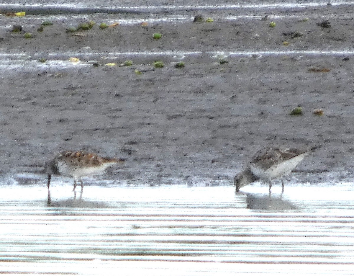 Great Knot - ML637763043