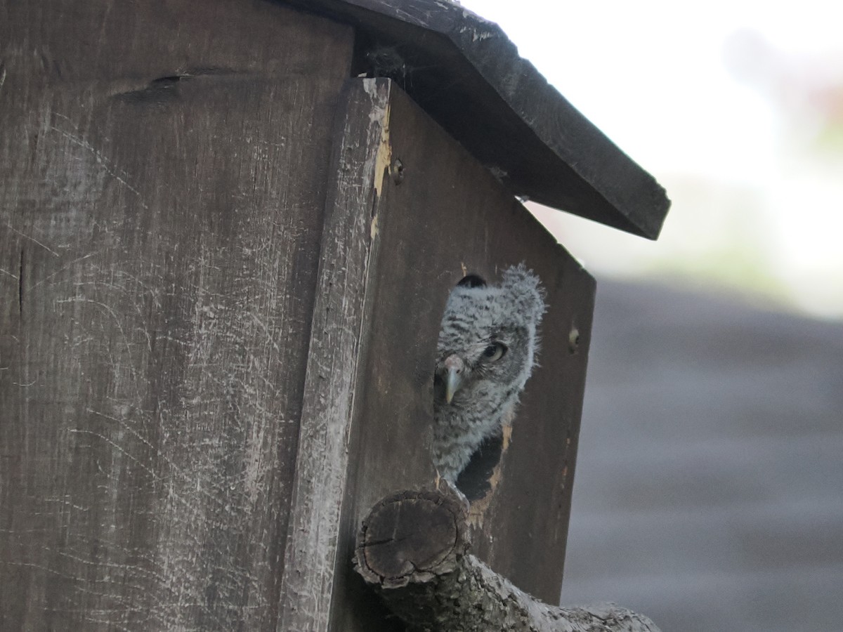 Eastern Screech-Owl - ML637763090