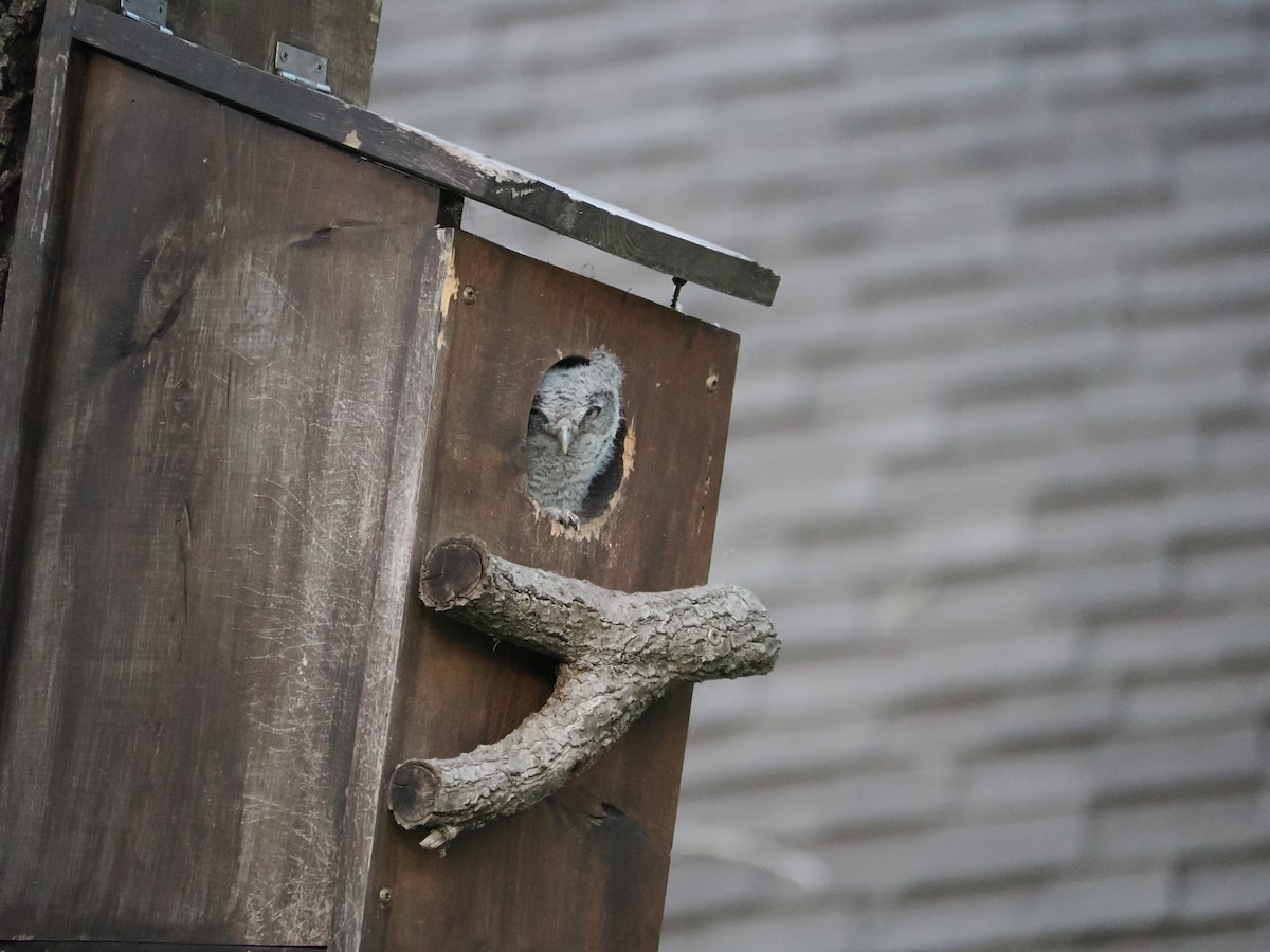 Eastern Screech-Owl - ML637763091