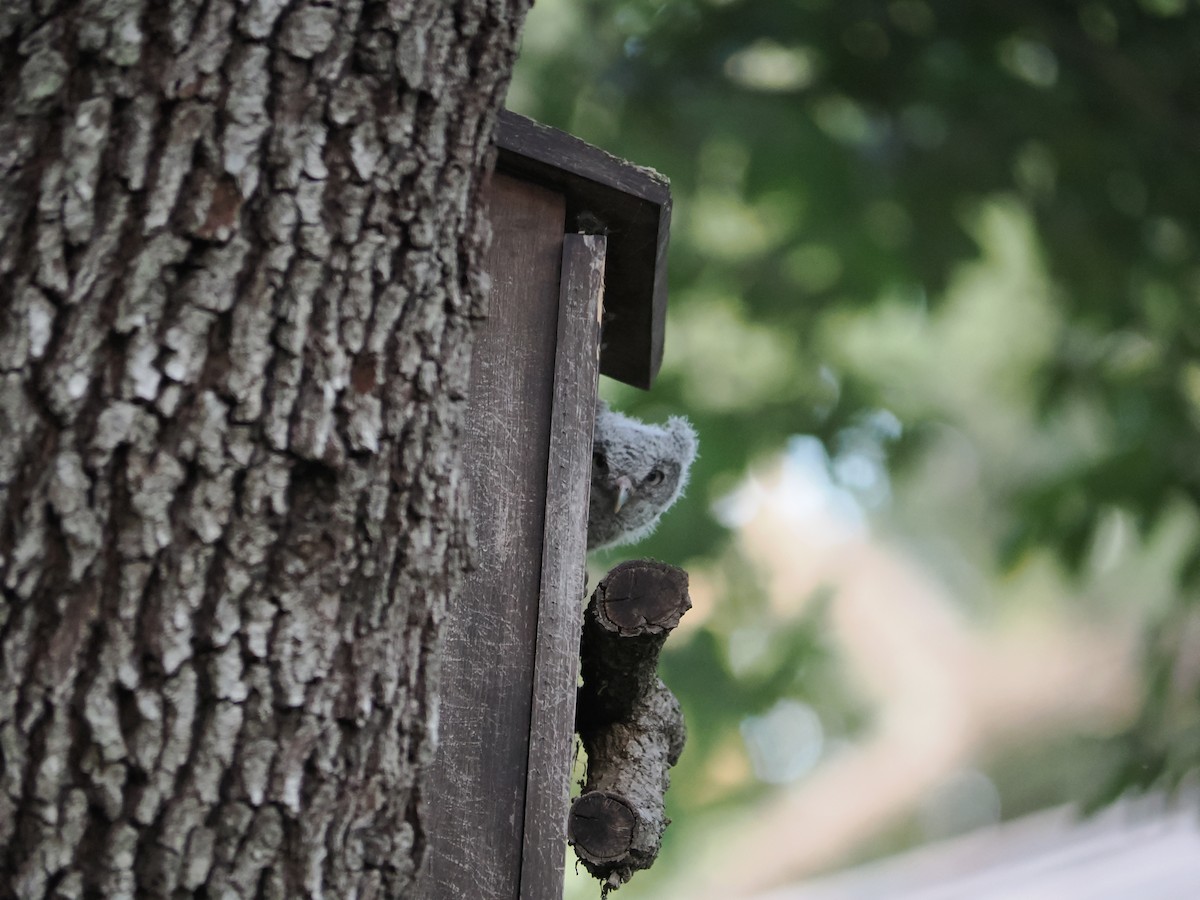Eastern Screech-Owl - ML637763092
