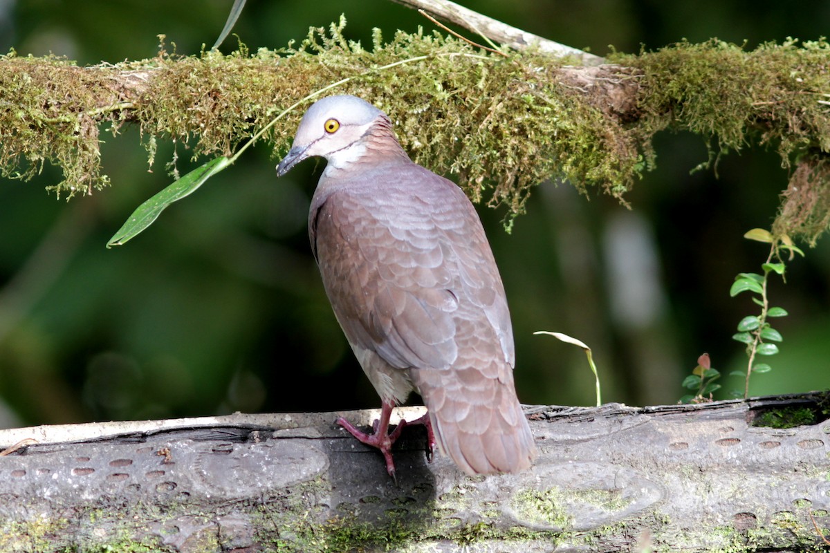 White-throated Quail-Dove - ML637763097