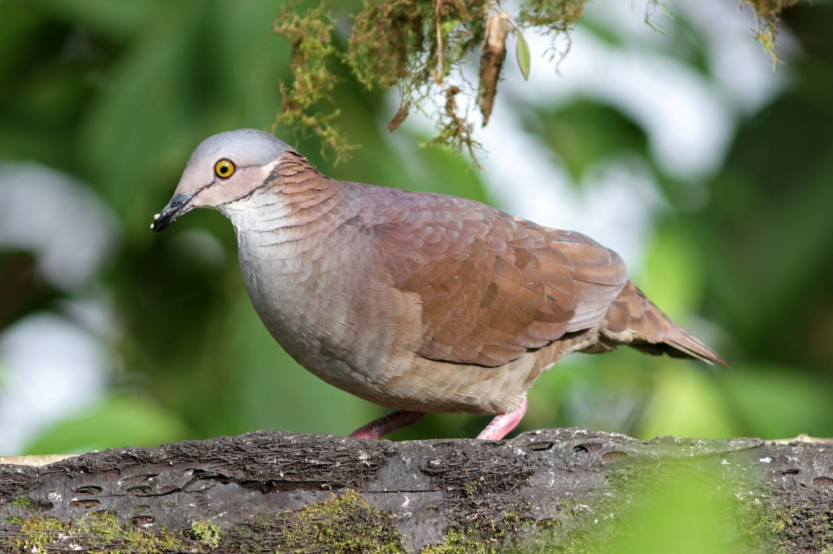 White-throated Quail-Dove - ML637763102