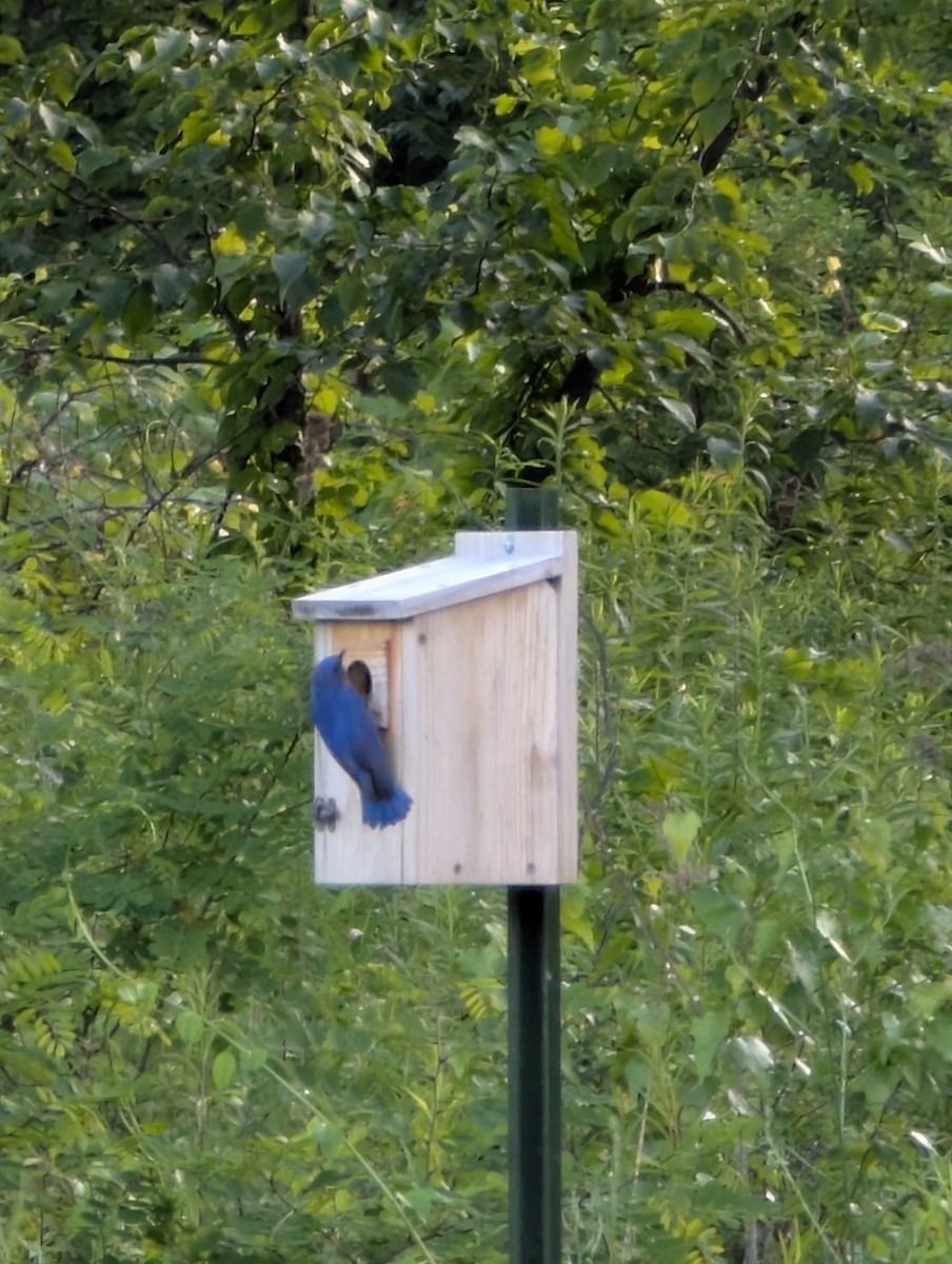 Eastern Bluebird - ML637763109