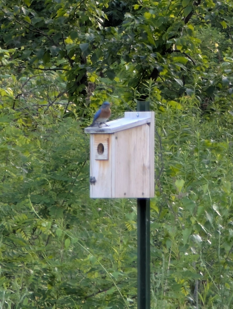 Eastern Bluebird - ML637763116