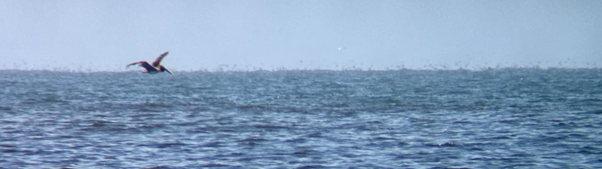 cormorant sp. - ML637763124