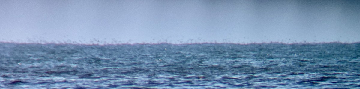 cormorant sp. - ML637763125