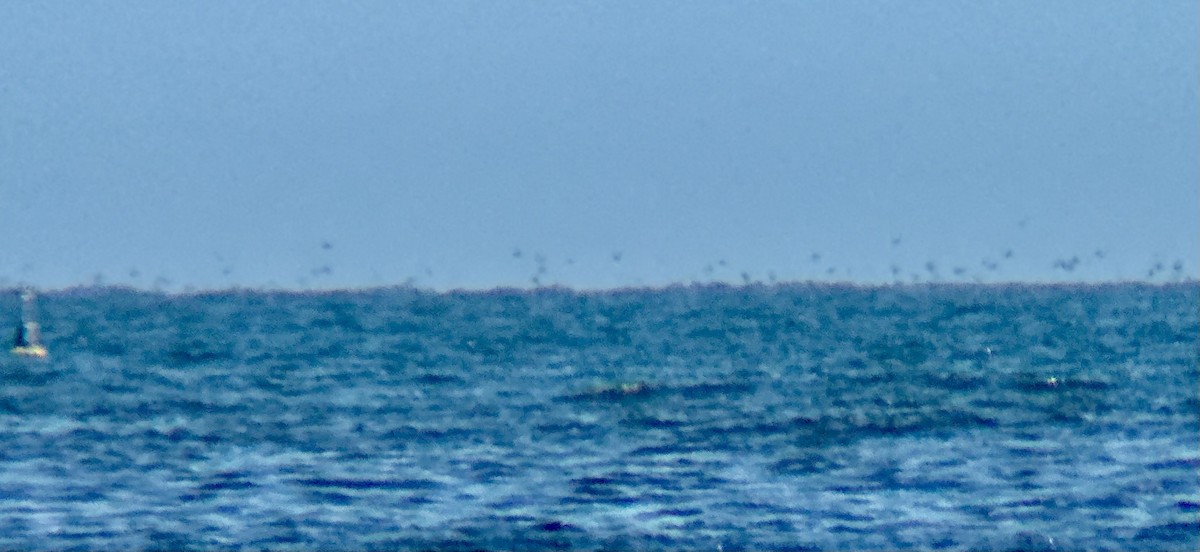 cormorant sp. - ML637763126