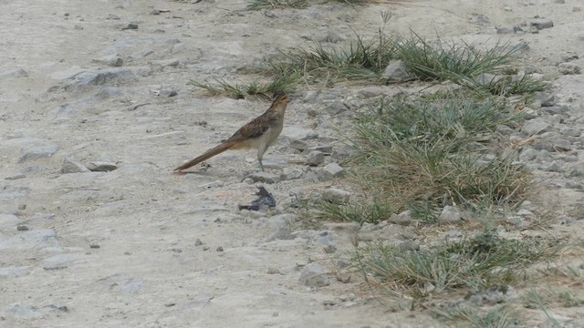 Striped Cuckoo - ML637763133