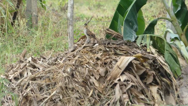 Striped Cuckoo - ML637763134