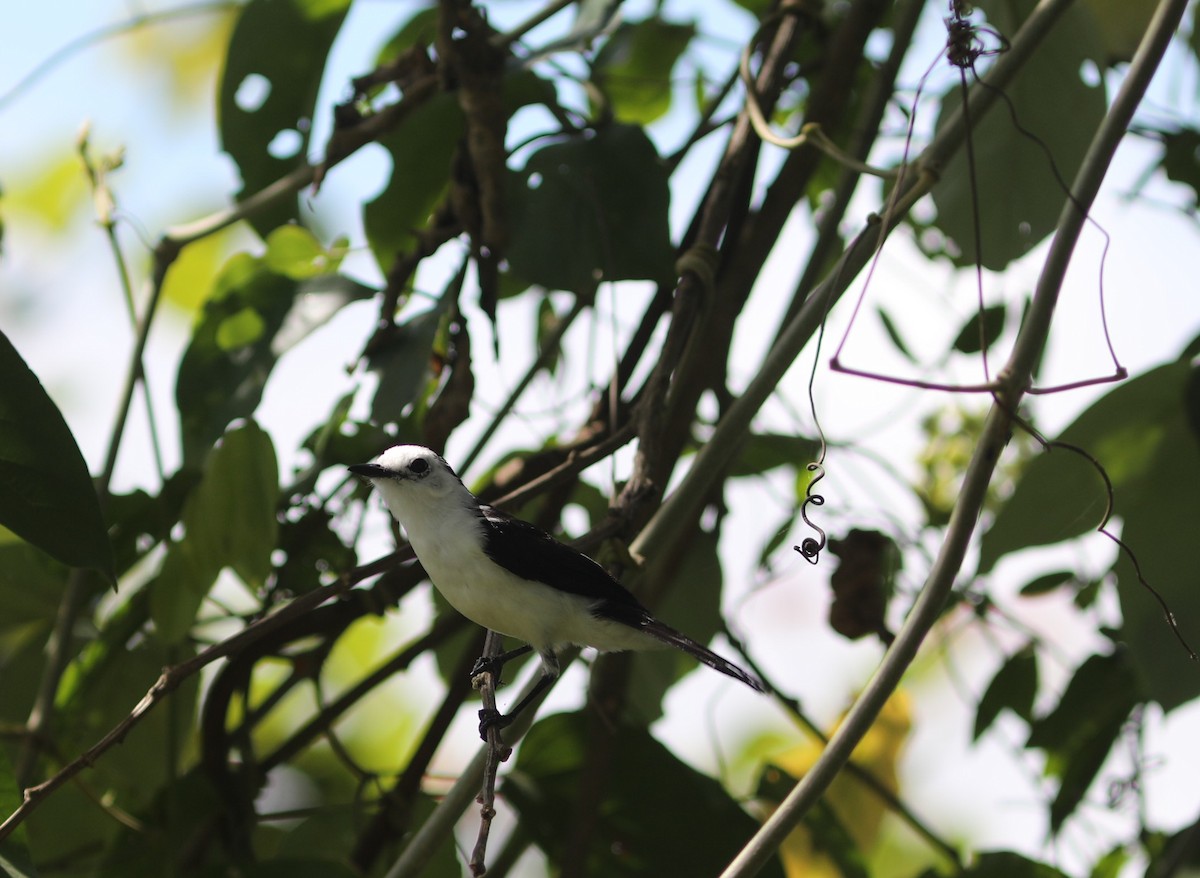 Black-backed Water-Tyrant - ML637763145