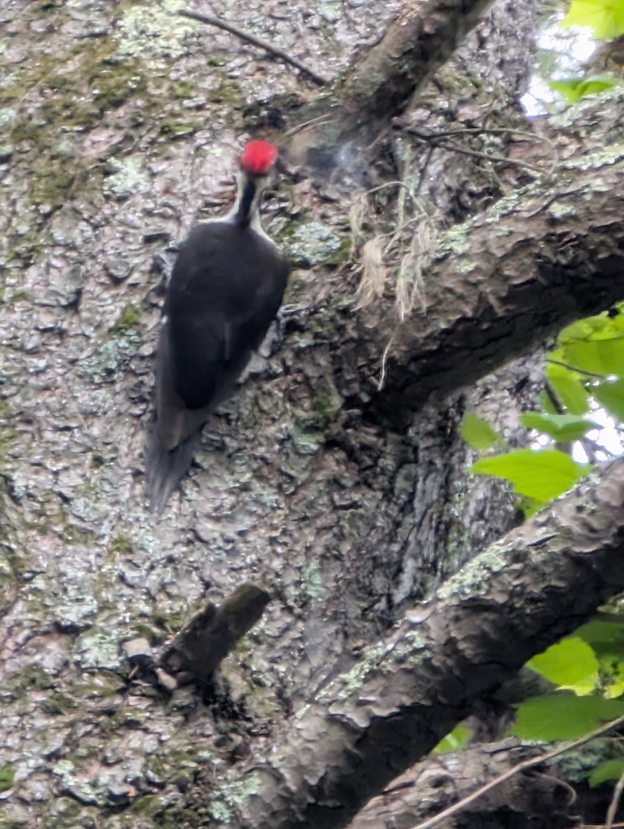 Pileated Woodpecker - ML637763147