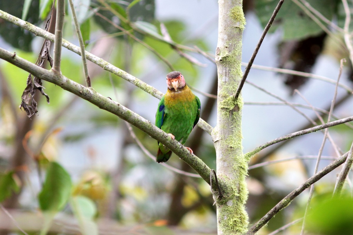 Rose-faced Parrot - ML637763161