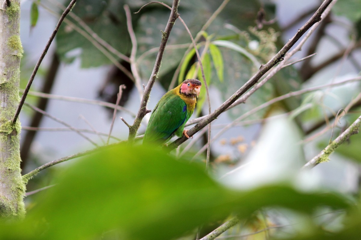 Rose-faced Parrot - ML637763162