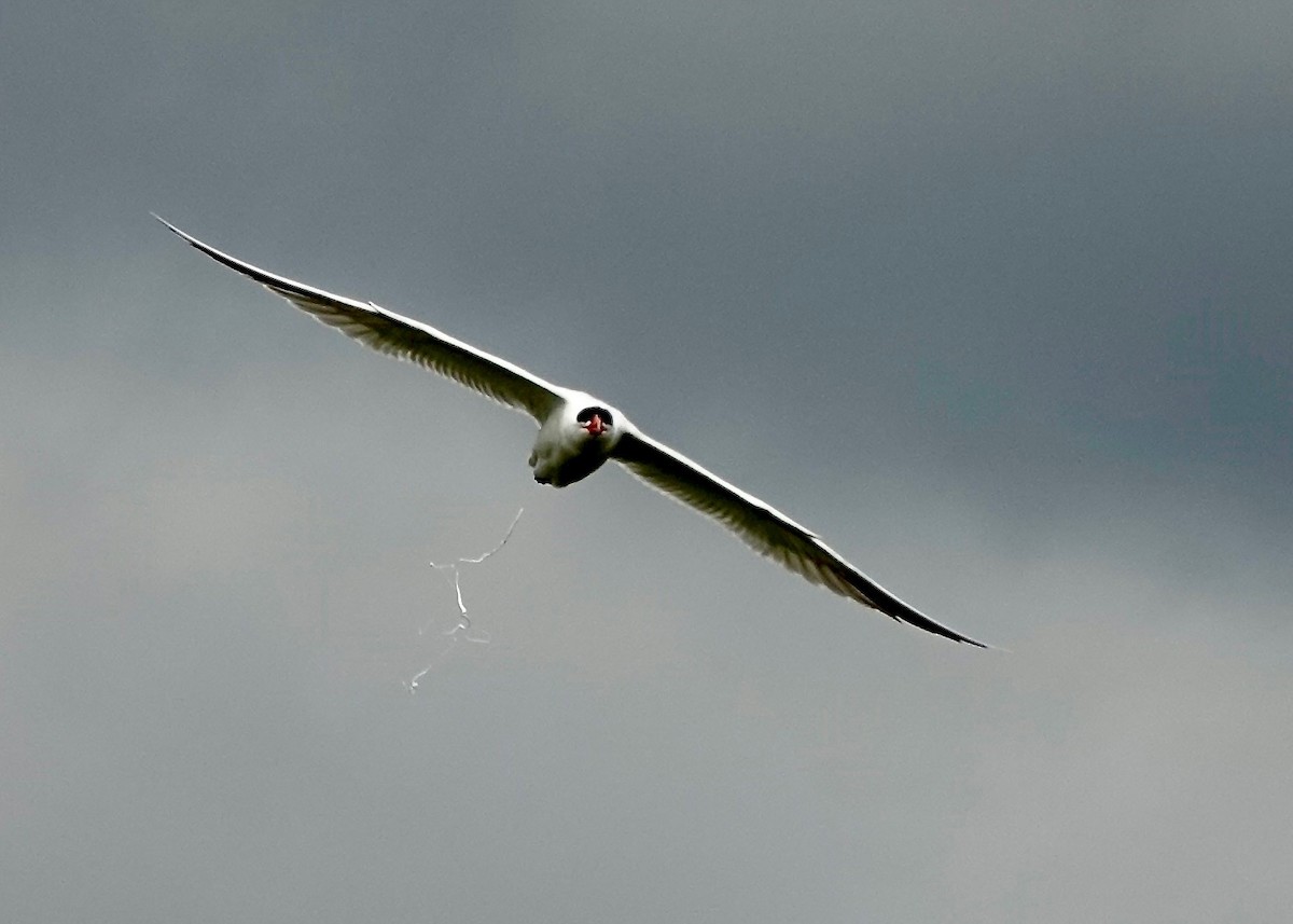 Caspian Tern - ML637763172