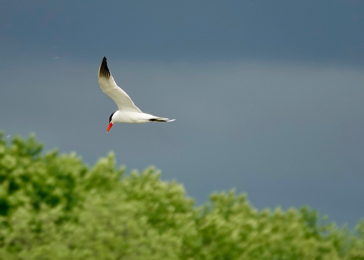 Caspian Tern - ML637763173