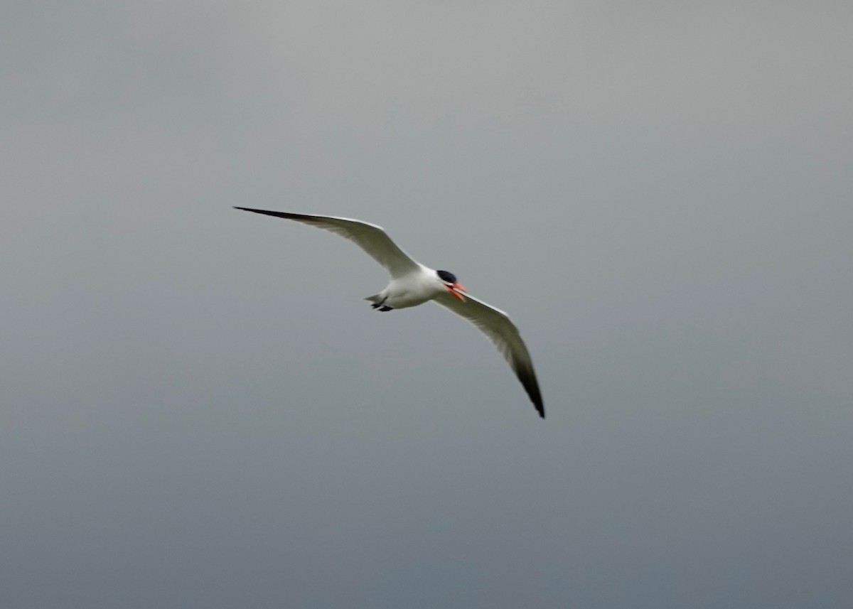 Caspian Tern - ML637763174