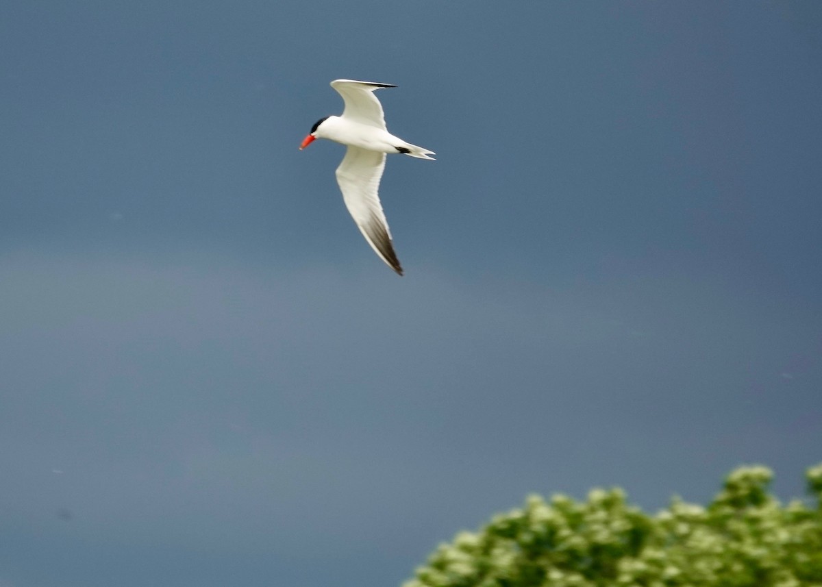 Caspian Tern - ML637763175