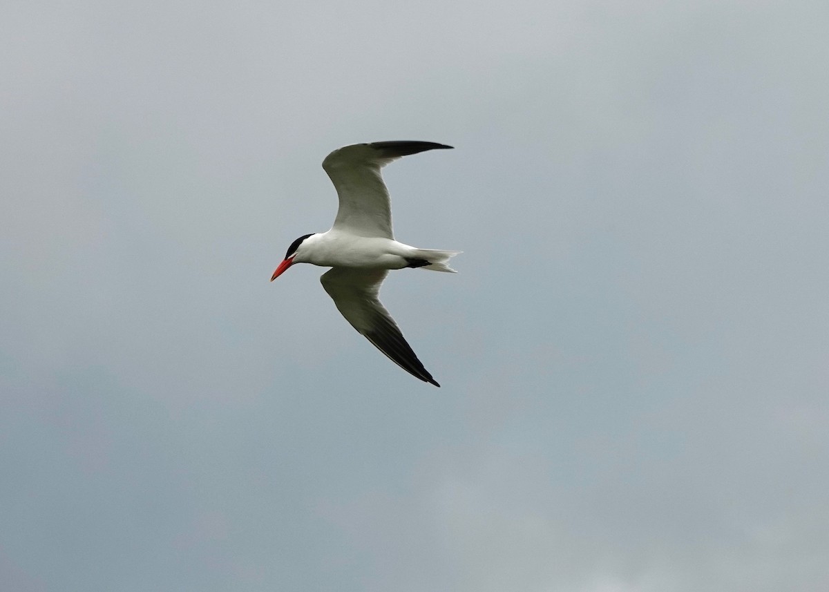 Caspian Tern - ML637763176
