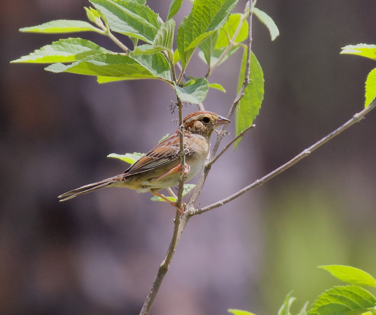 Bachman's Sparrow - ML637763191