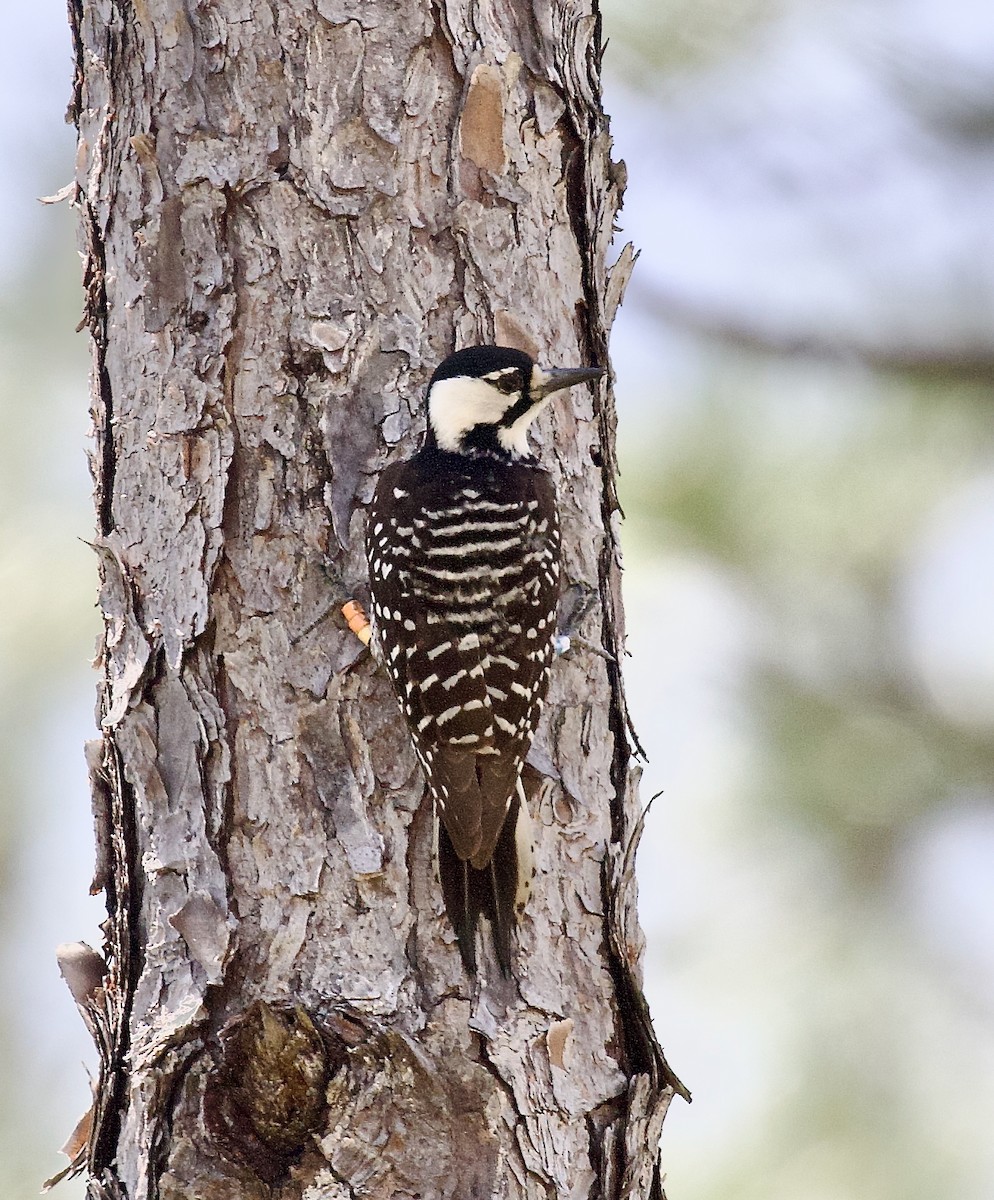 Red-cockaded Woodpecker - ML637763212