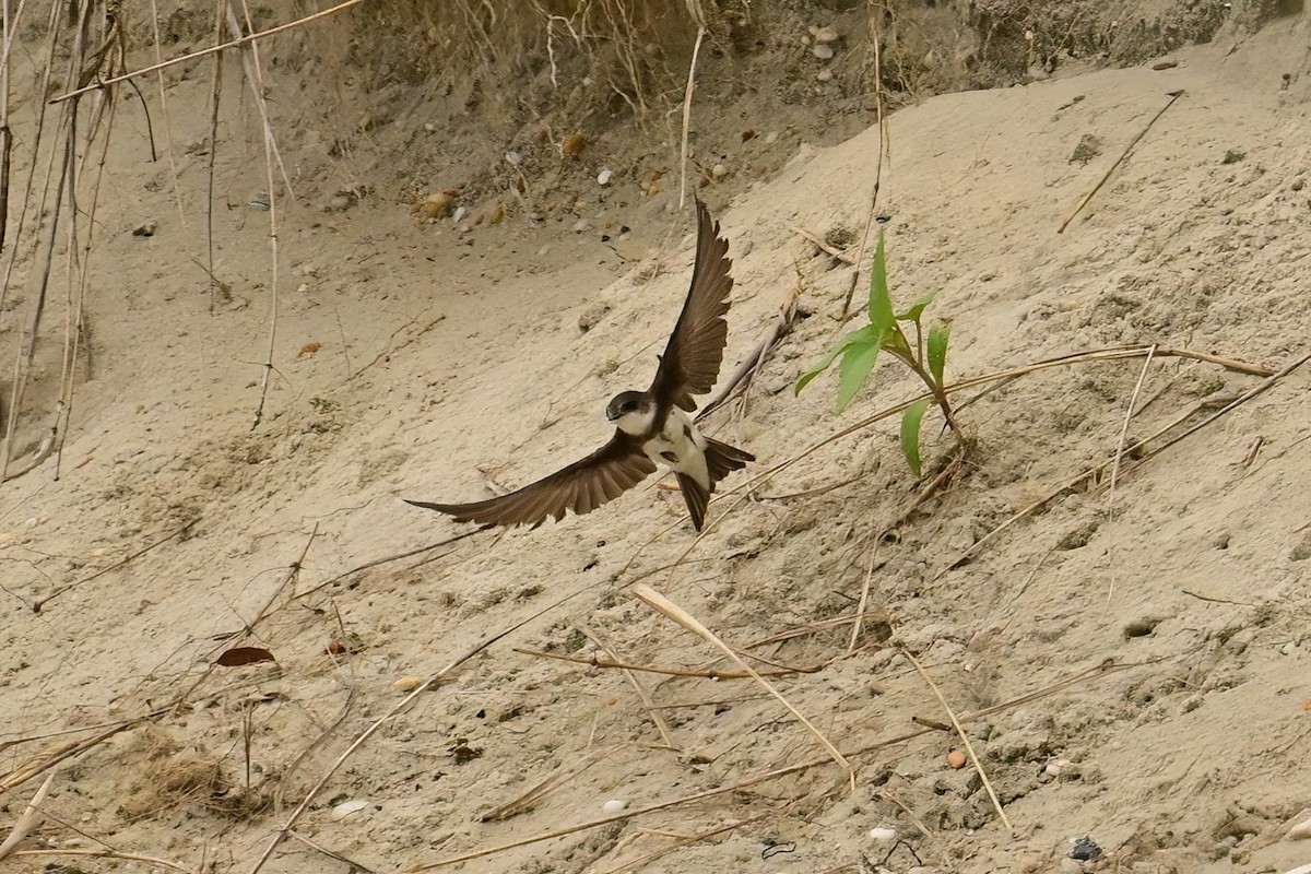 ショウドウツバメ - ML637763222