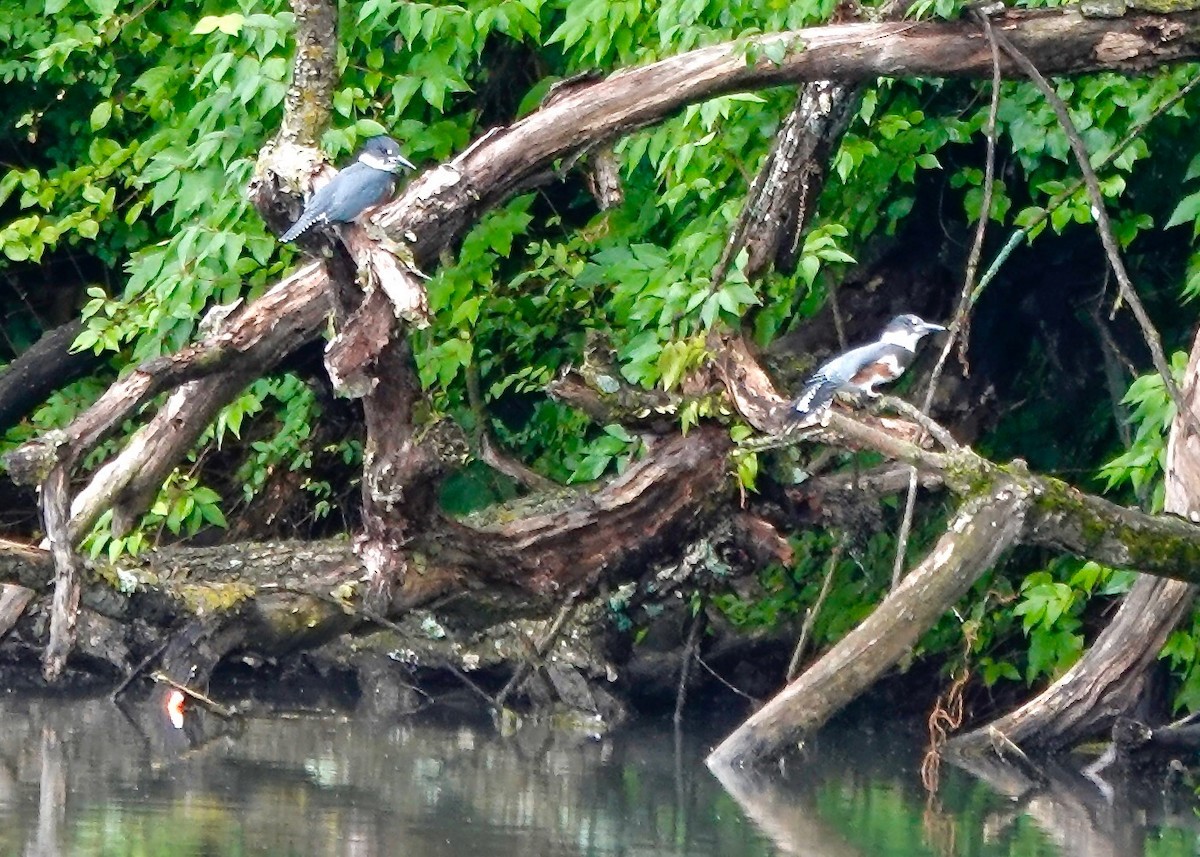 Belted Kingfisher - ML637763224