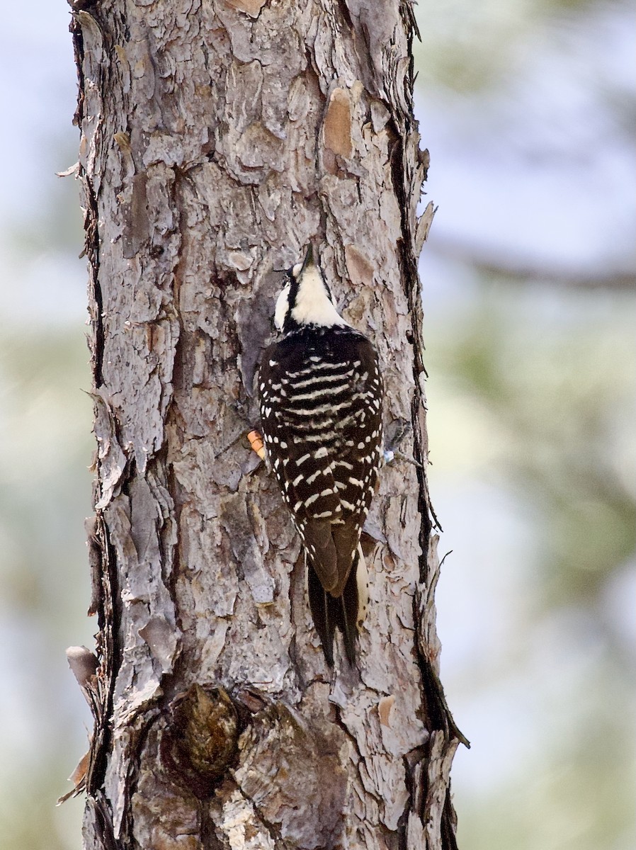 Red-cockaded Woodpecker - ML637763225