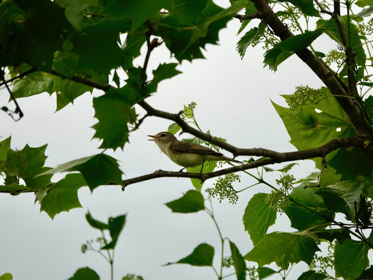 Warbling Vireo - ML637763248