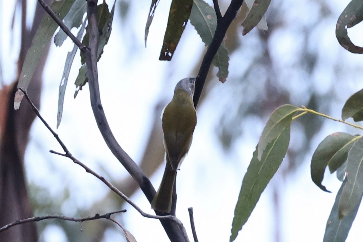 Yellow-throated Honeyeater - ML637763252