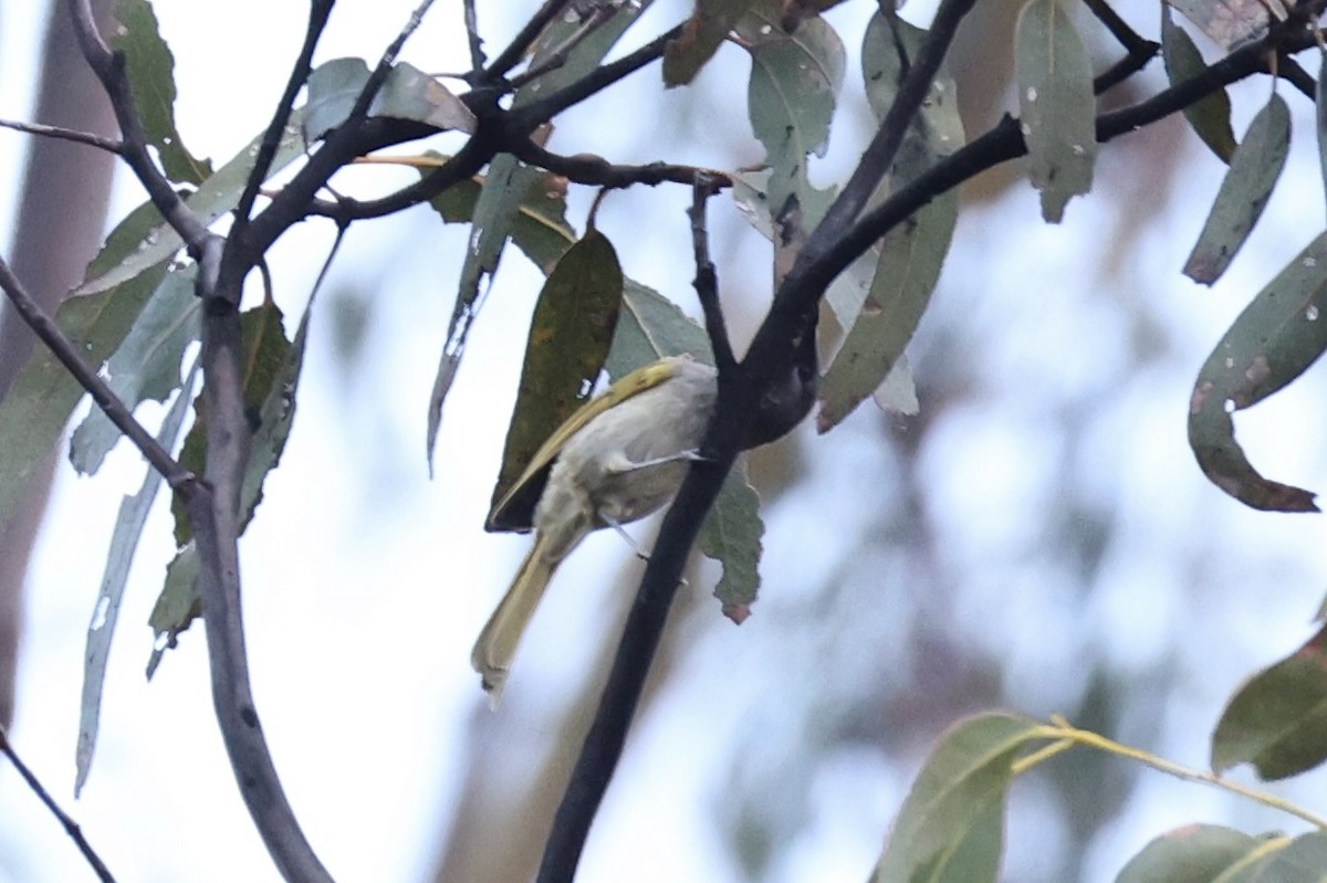 Yellow-throated Honeyeater - ML637763255