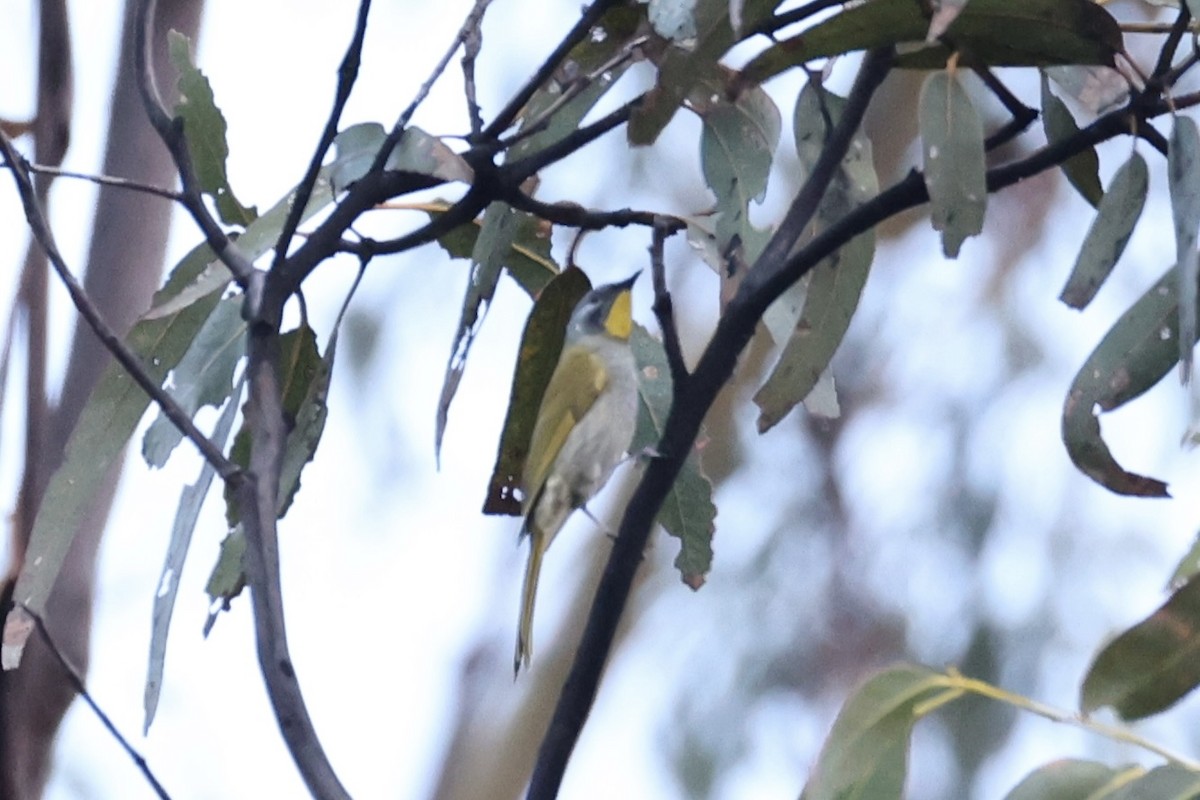 Yellow-throated Honeyeater - ML637763256