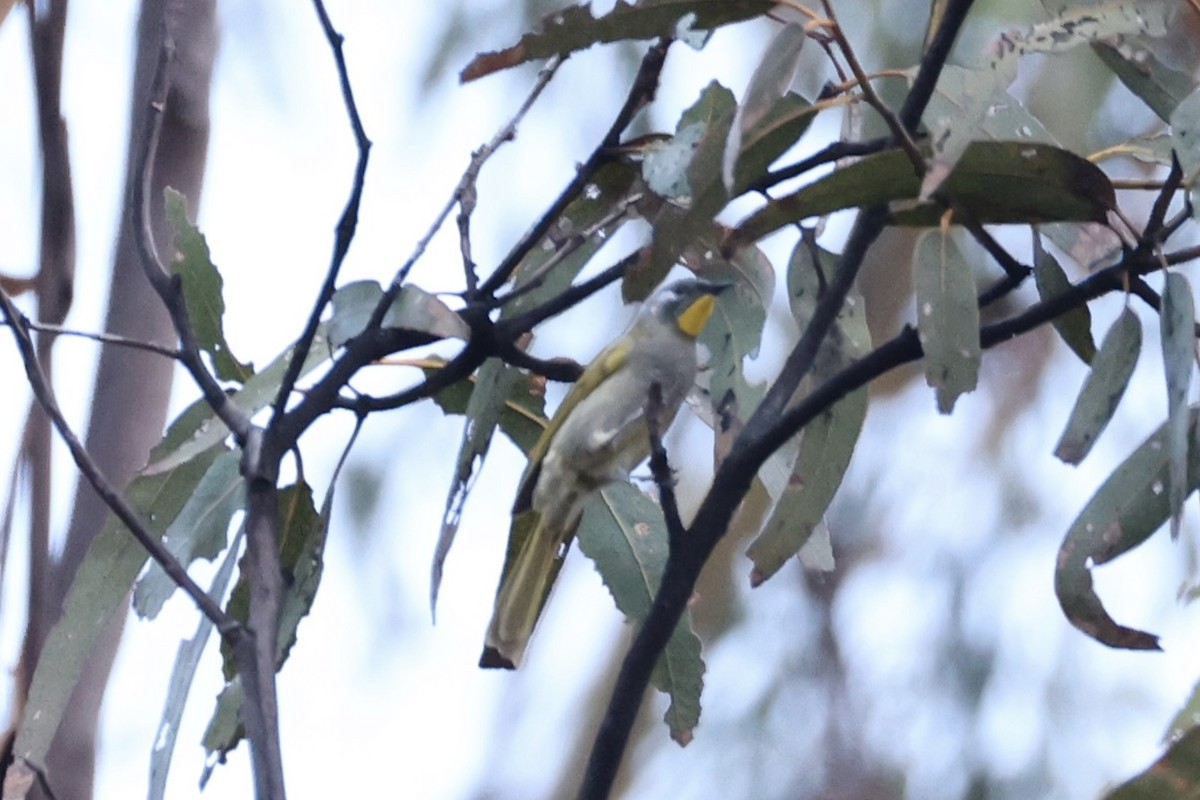 Yellow-throated Honeyeater - ML637763257