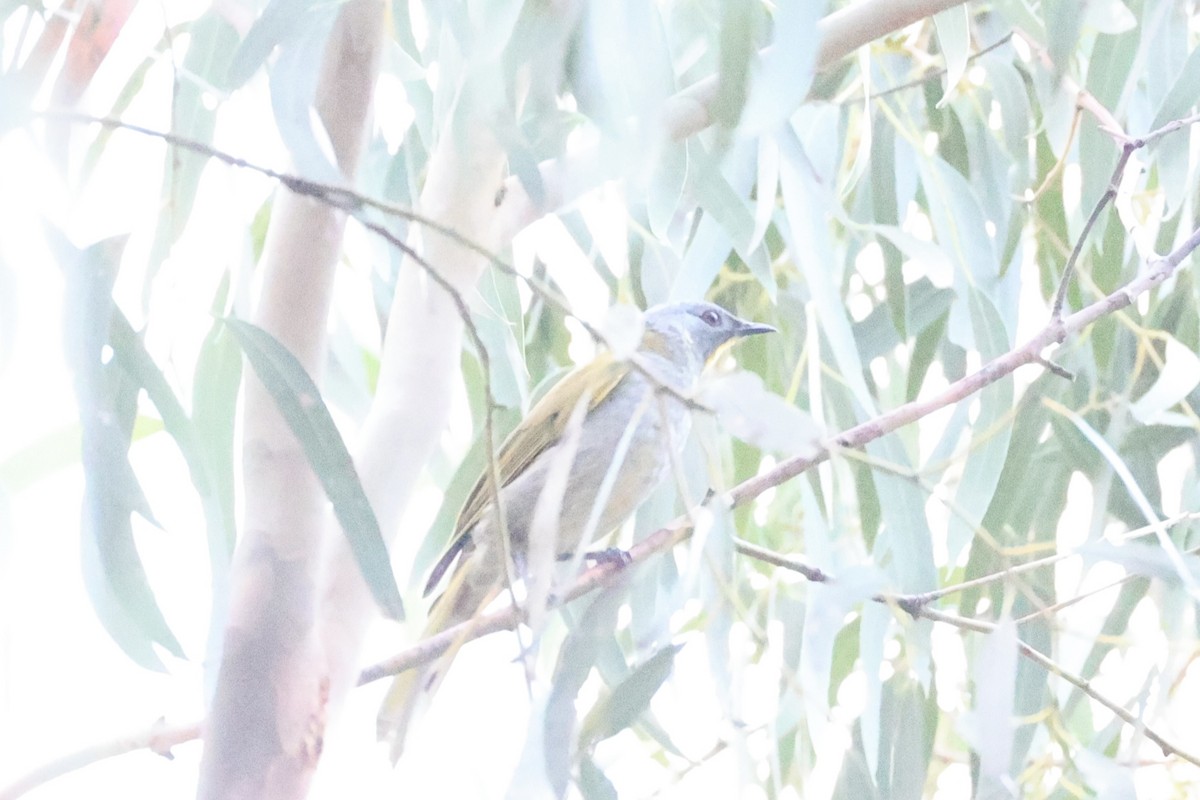 Yellow-throated Honeyeater - ML637763258
