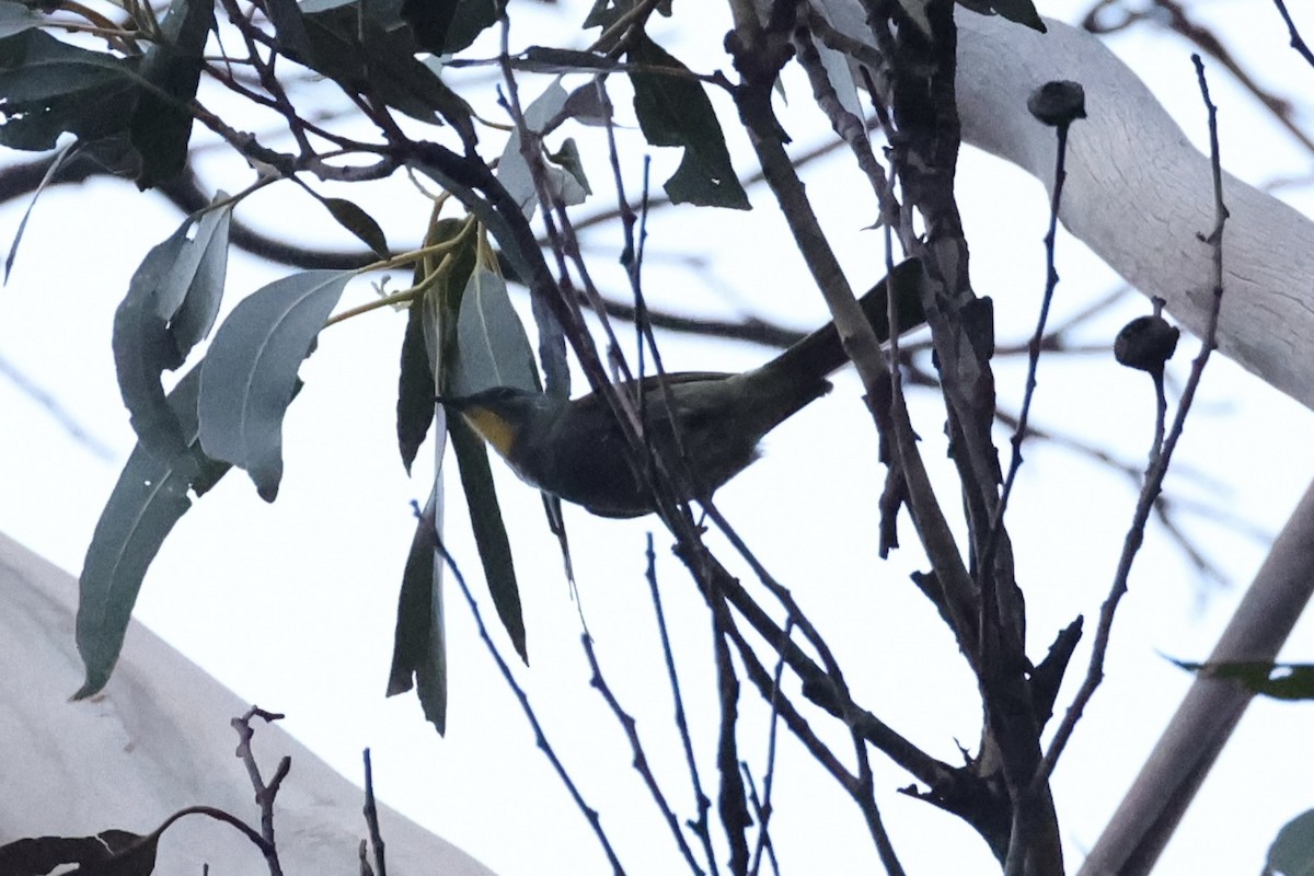 Yellow-throated Honeyeater - ML637763261