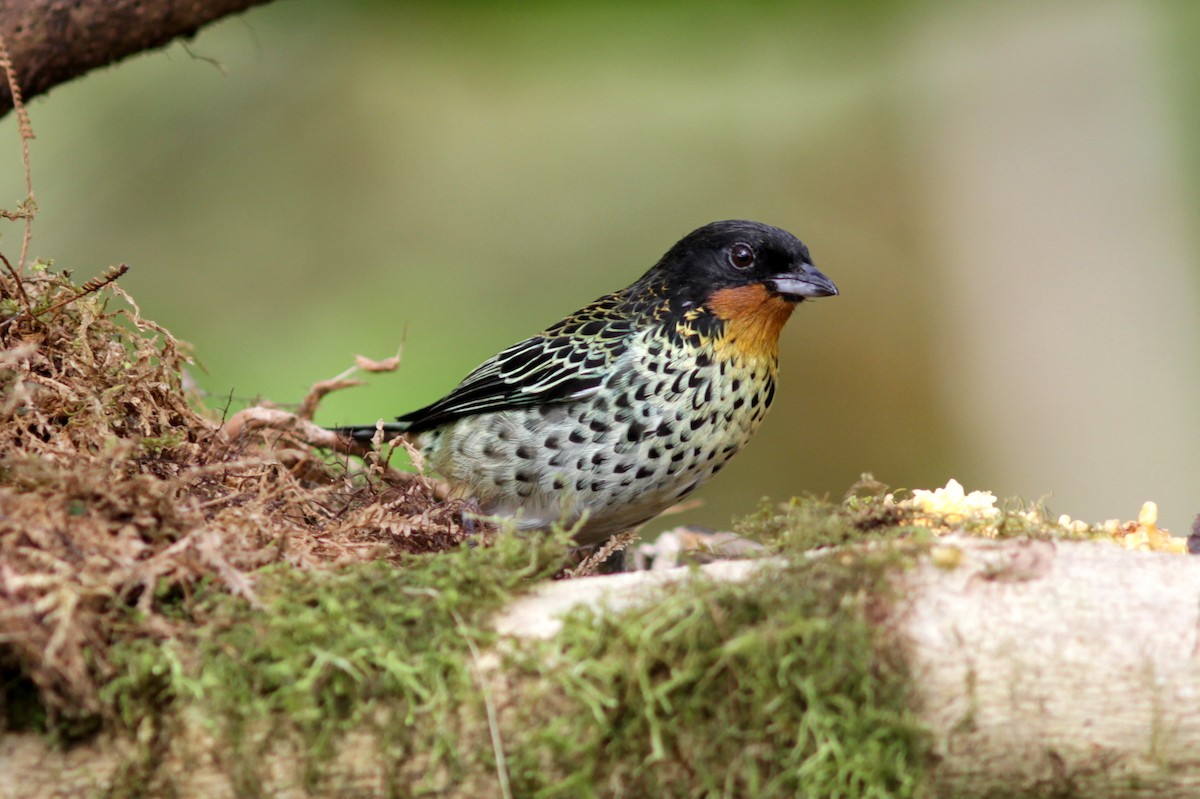 Rufous-throated Tanager - ML637763269