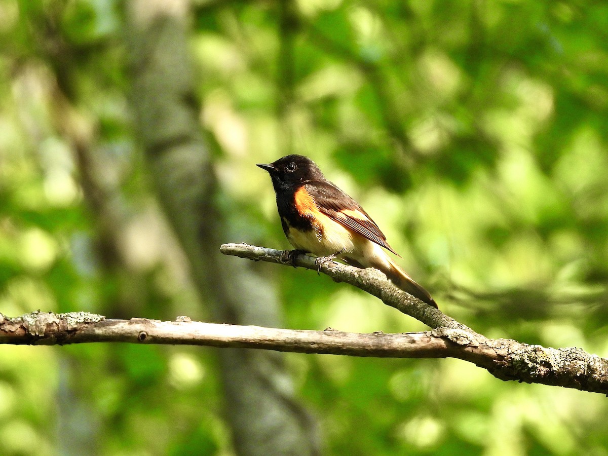 American Redstart - ML637763293