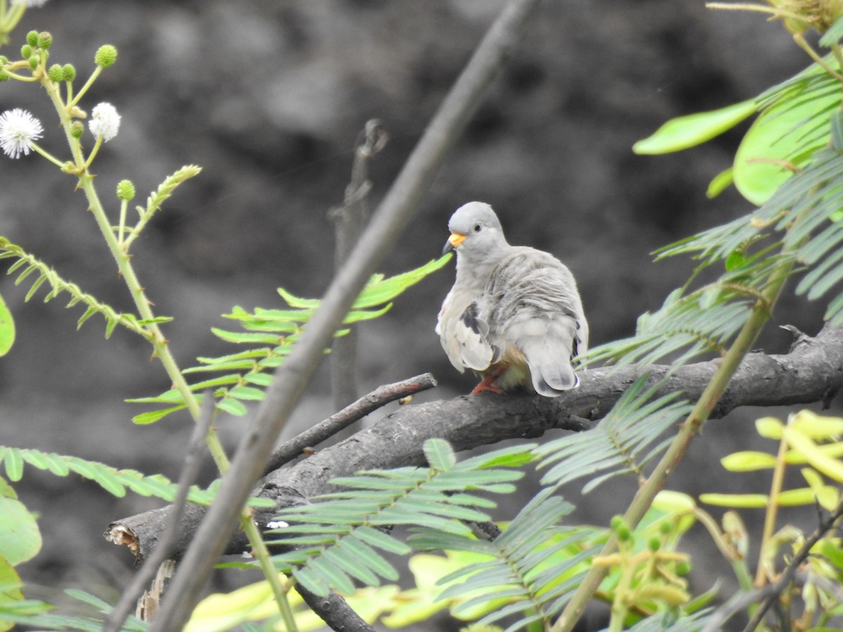 Croaking Ground Dove - ML637763302