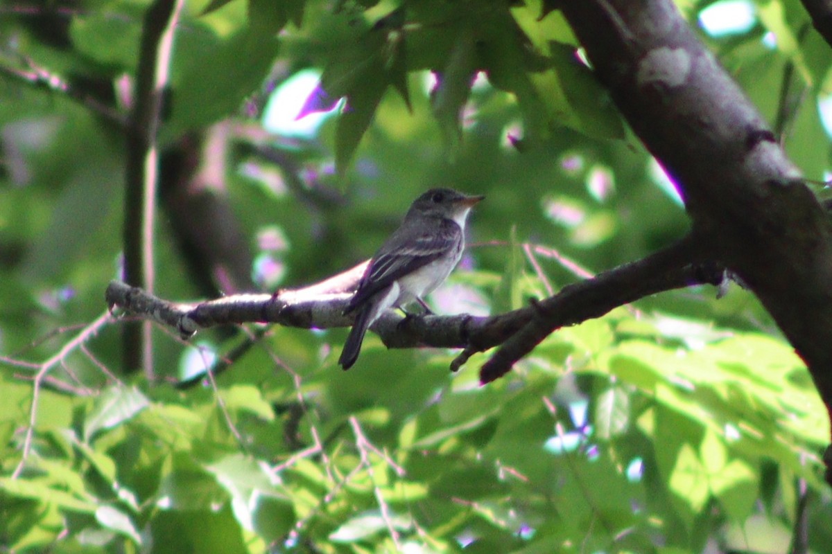 Eastern Wood-Pewee - ML637763313