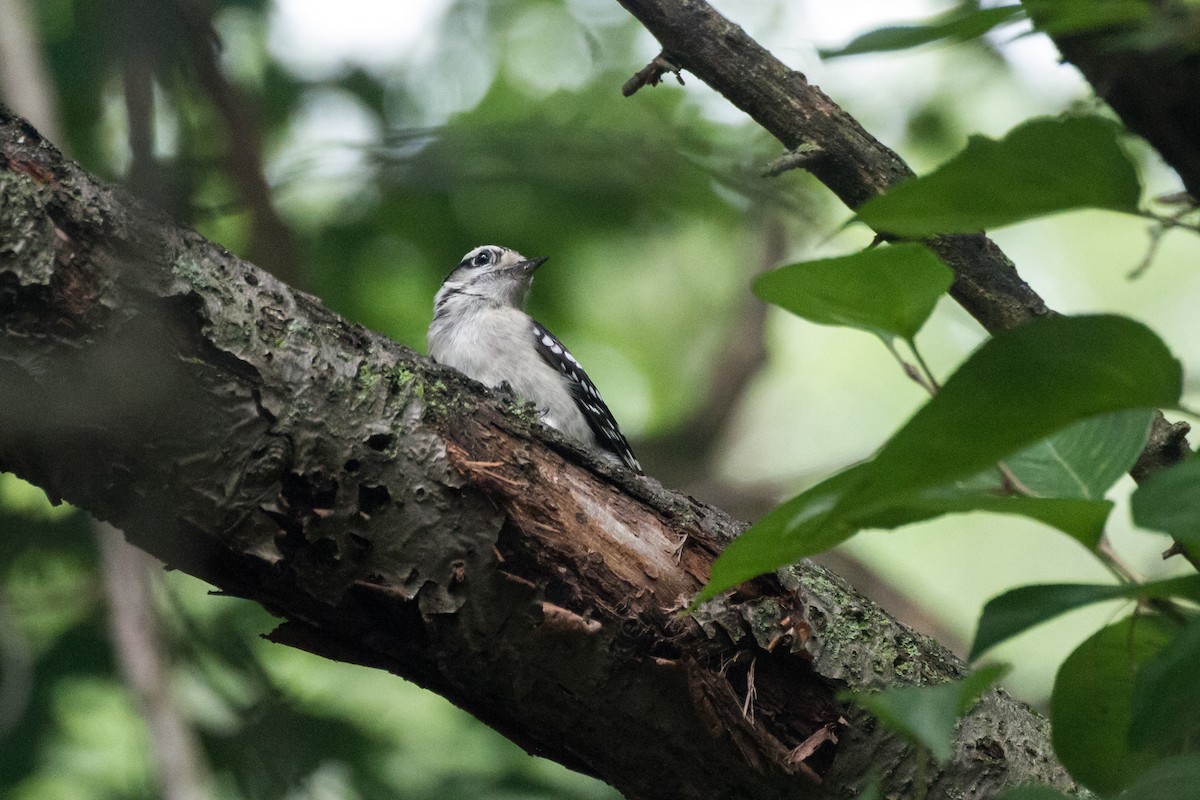 Downy Woodpecker - ML637763324