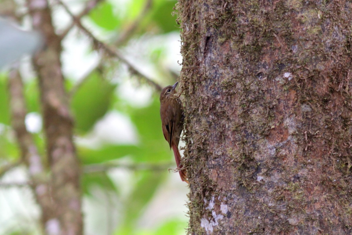 Wedge-billed Woodcreeper - ML637763367
