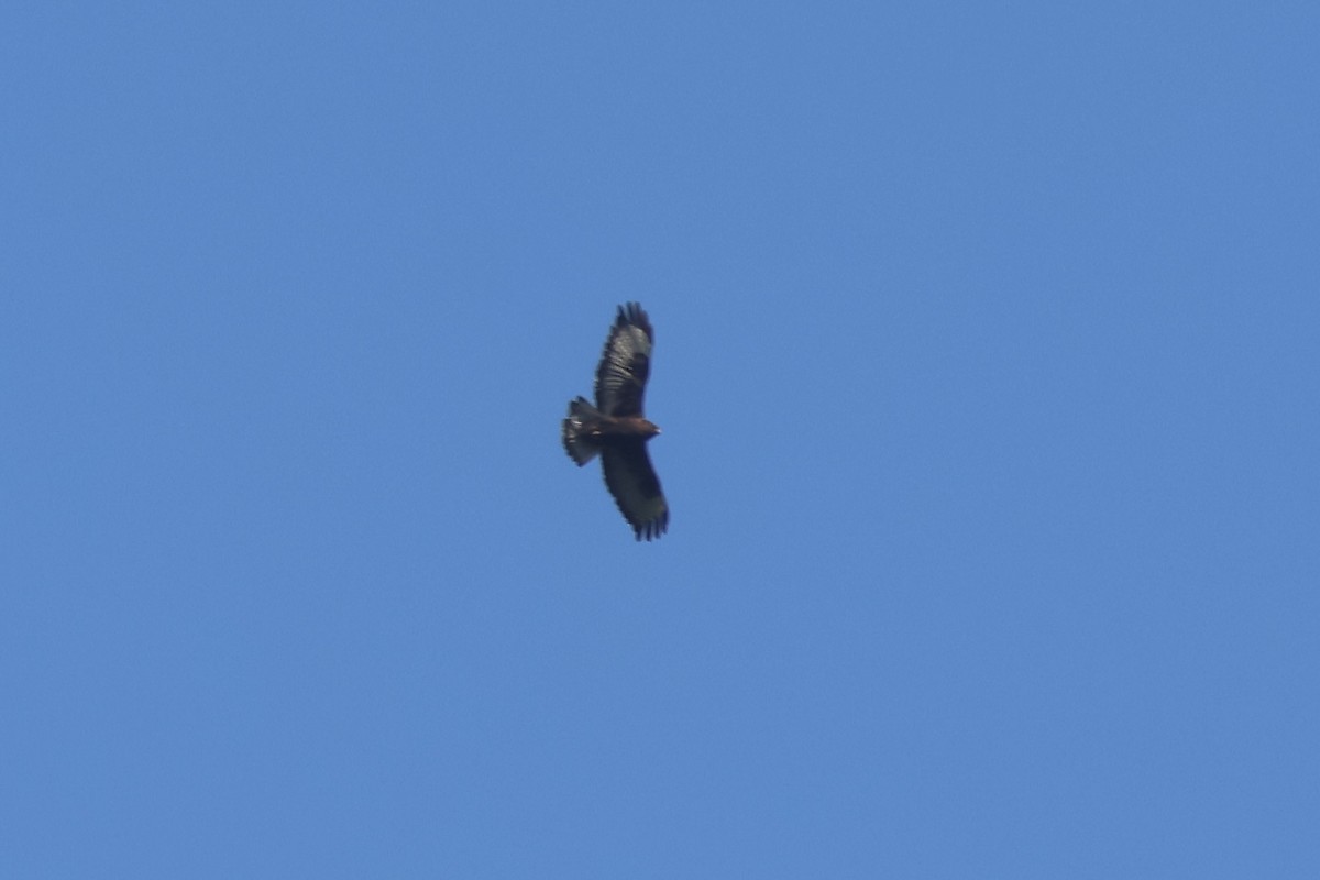 Himalayan Buzzard - ML637763368