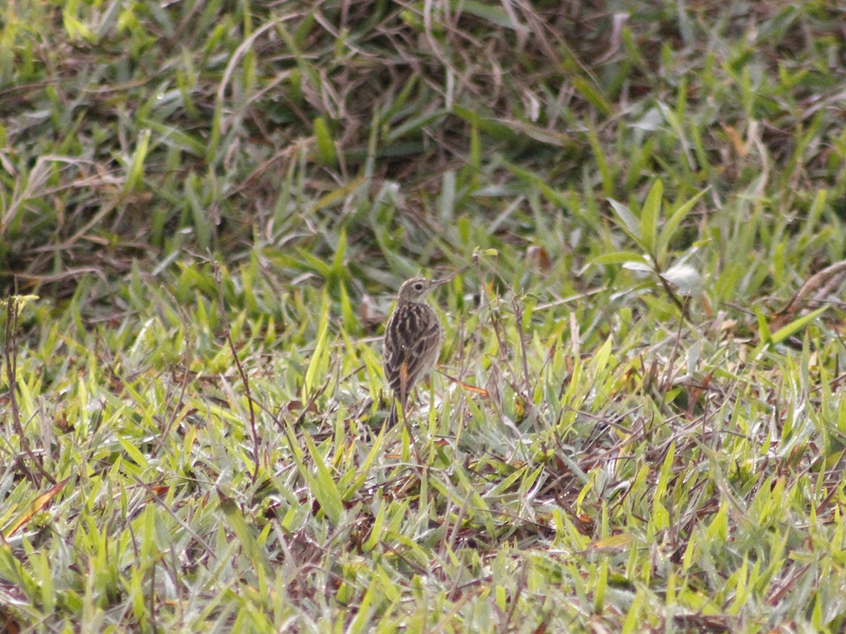 Yellowish Pipit - ML637763397