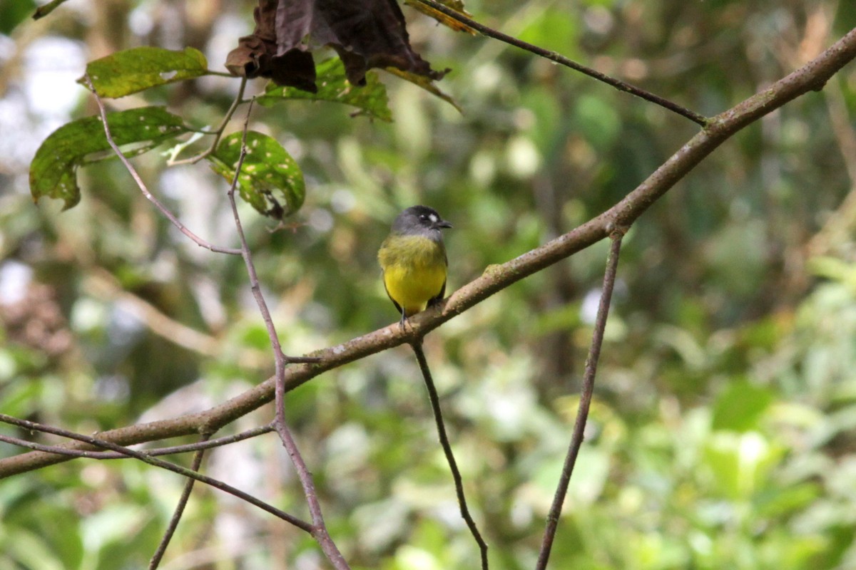 Ornate Flycatcher - ML637763436