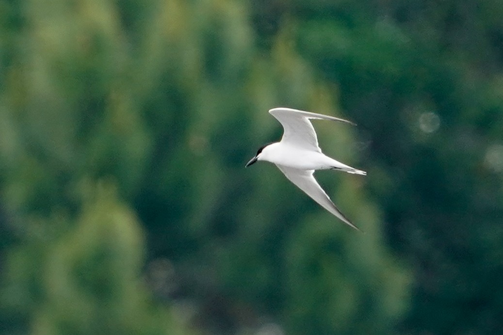 Gull-billed Tern - ML637763457