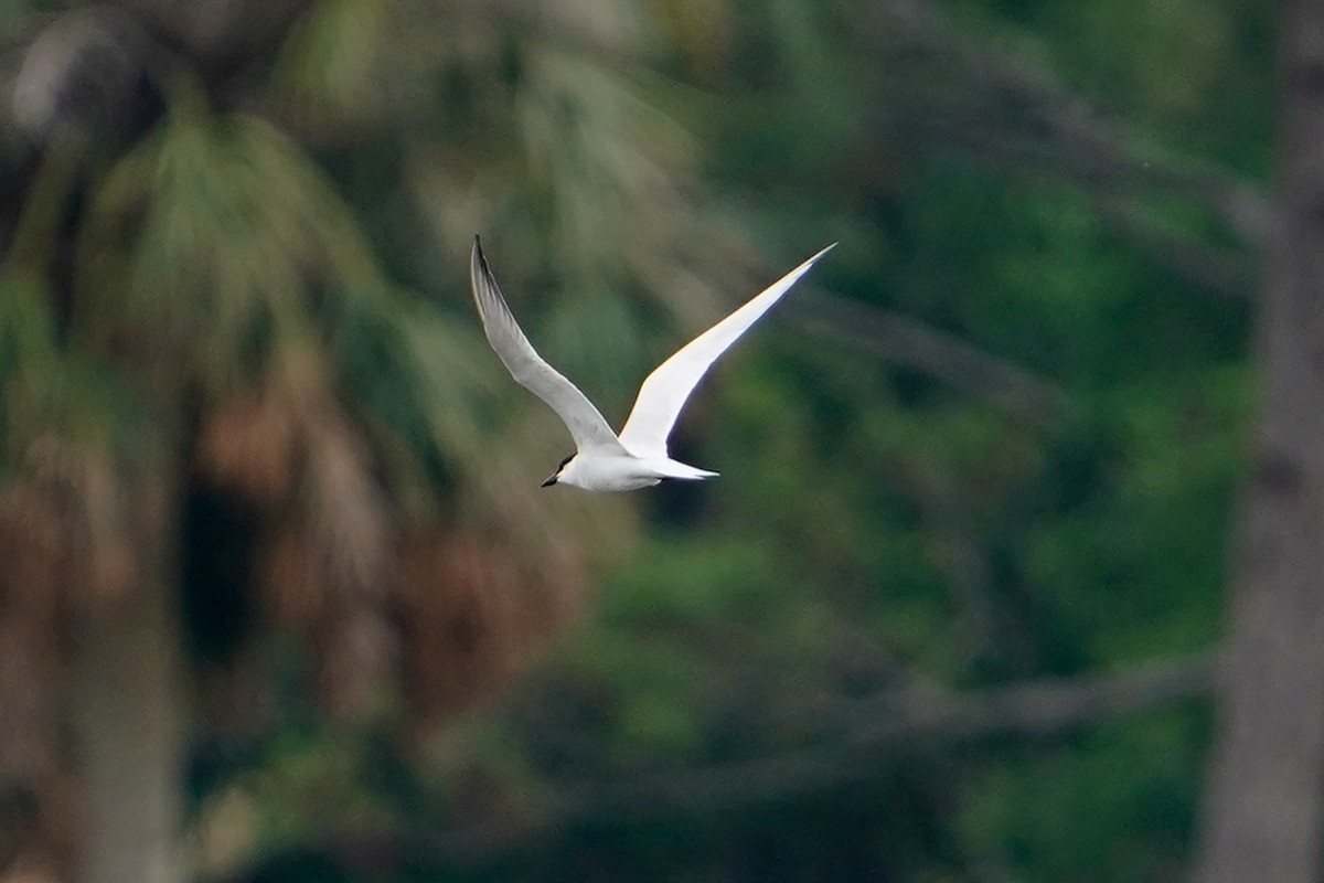 Gull-billed Tern - ML637763458