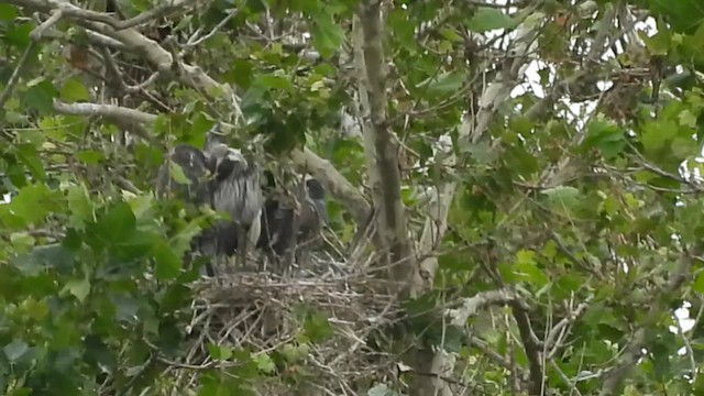 Great Blue Heron (Great Blue) - ML637763477