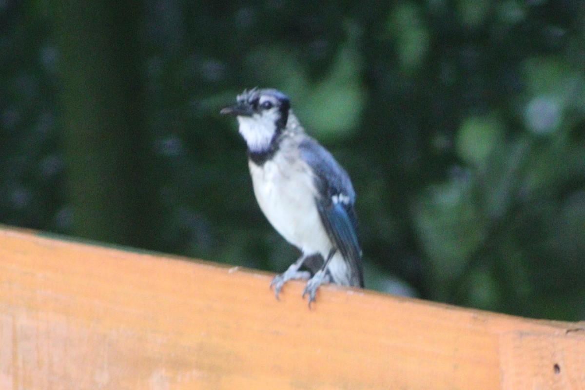 blåskrike - ML637763489
