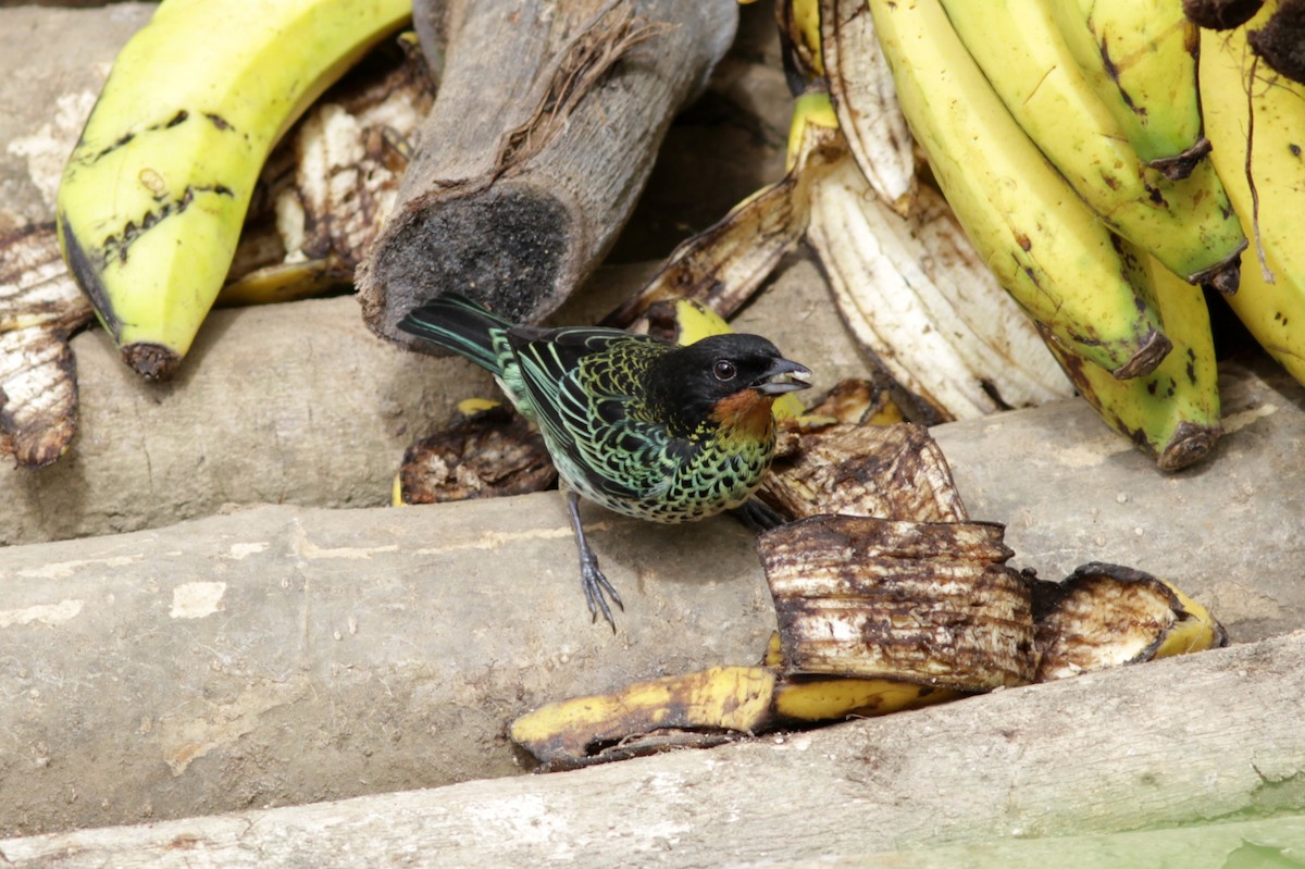 Rufous-throated Tanager - ML637763491