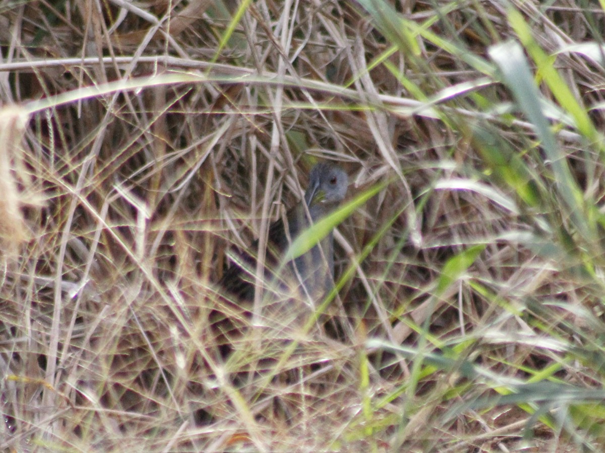 Ash-throated Crake - ML637763496